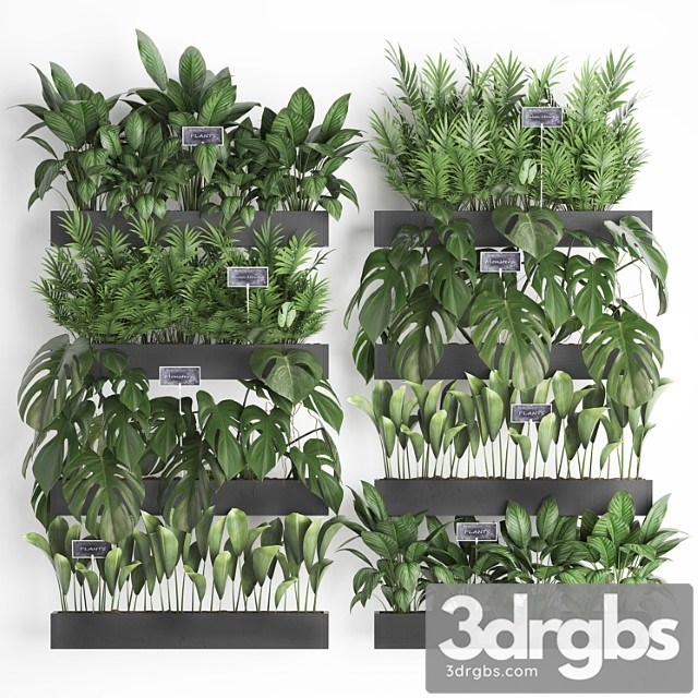 Collection of plants vertical gardening in wooden wall-mounted black pots shelves with monstera, areca palm, bush. set 41. - thumbnail 1