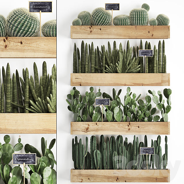 Collection of plants vertical gardening in wooden wall pots shelves with Cacti. cereus. sansevieria. Prickly pear. Set 42. 3DSMax File - thumbnail 1