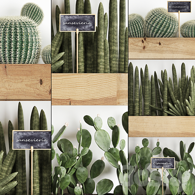 Collection of plants vertical gardening in wooden wall pots shelves with Cacti. cereus. sansevieria. Prickly pear. Set 42. 3DSMax File - thumbnail 2