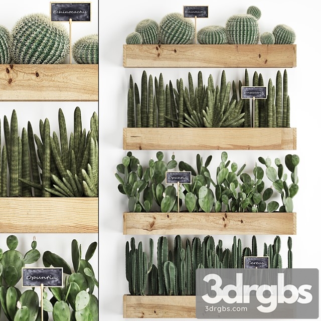 Collection of plants vertical gardening in wooden wall pots shelves with cacti, cereus, sansevieria, prickly pear. set 42. - thumbnail 1