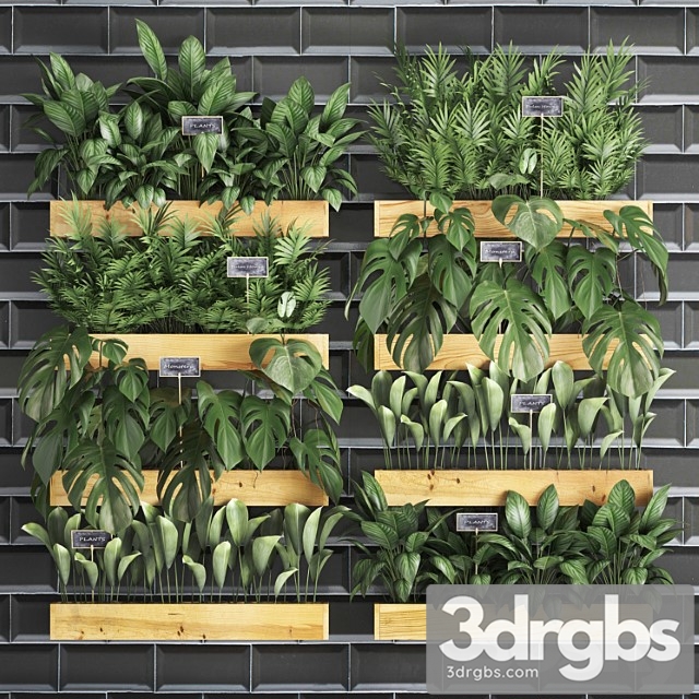 Collection of plants vertical gardening in wooden wall pots shelves with monstera, areca palm, bush, black tile. set 40. - thumbnail 1