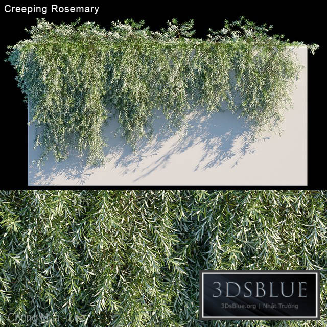 Creeping Rosemary 3DS Max - thumbnail 3