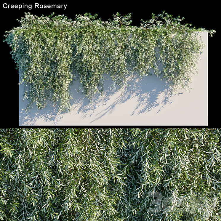 Creeping Rosemary 3DS Max - thumbnail 1