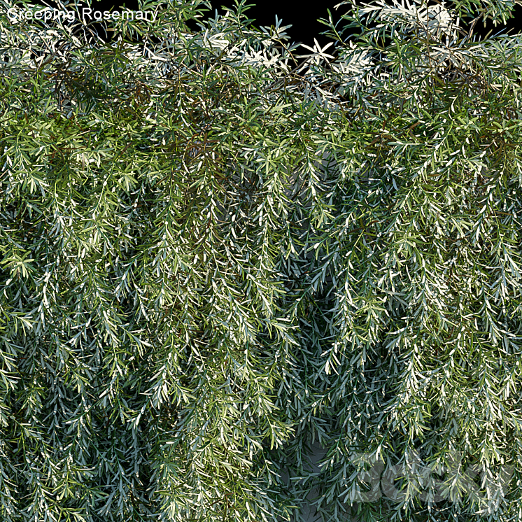 Creeping Rosemary 3DS Max - thumbnail 2