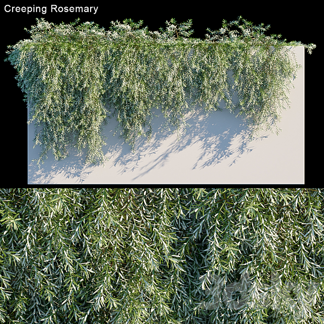 Creeping Rosemary 3DSMax File - thumbnail 1