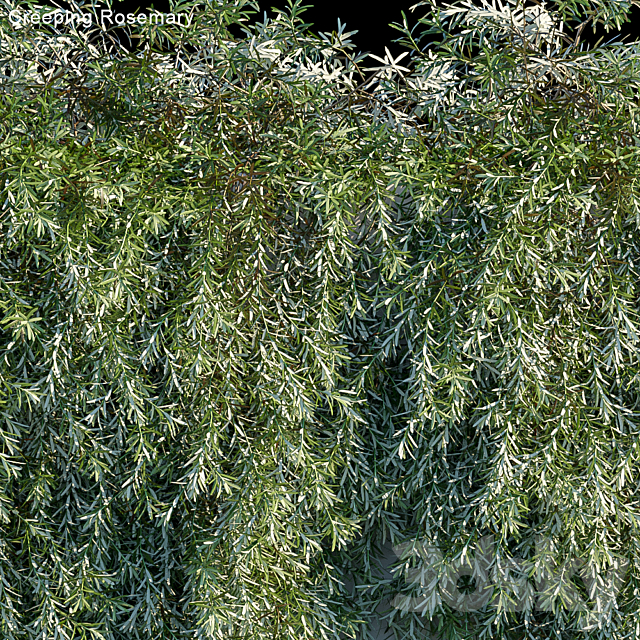 Creeping Rosemary 3DSMax File - thumbnail 2