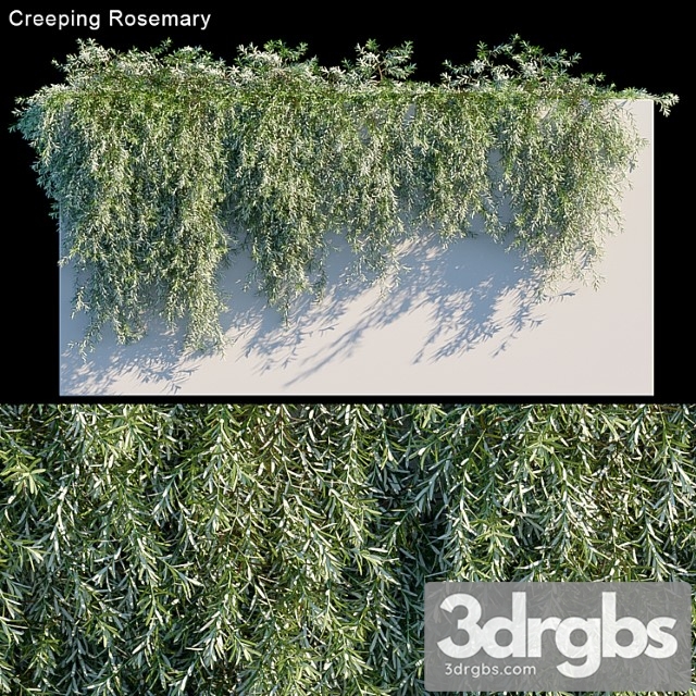 Creeping rosemary - thumbnail 1