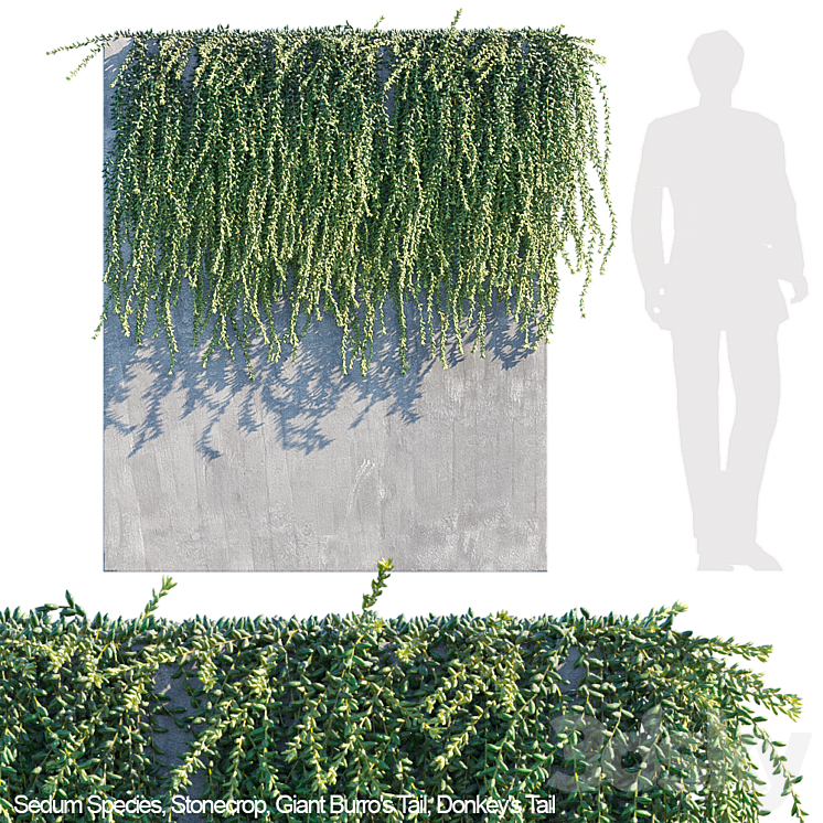 Donkey tail | Burro tail succulent creeper 3DS Max - thumbnail 1