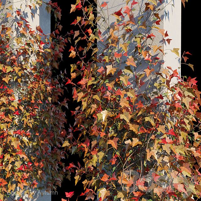 English Ivy Autumn 3DSMax File - thumbnail 3