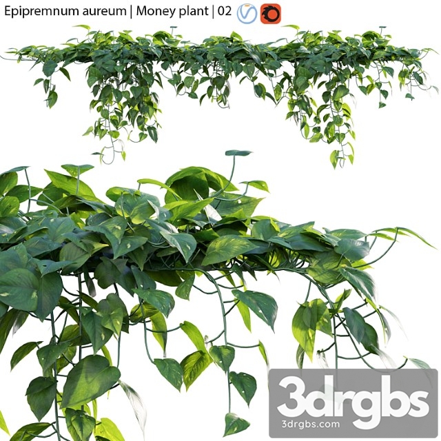 Epipremnum aureum – money plant – 02 - thumbnail 1