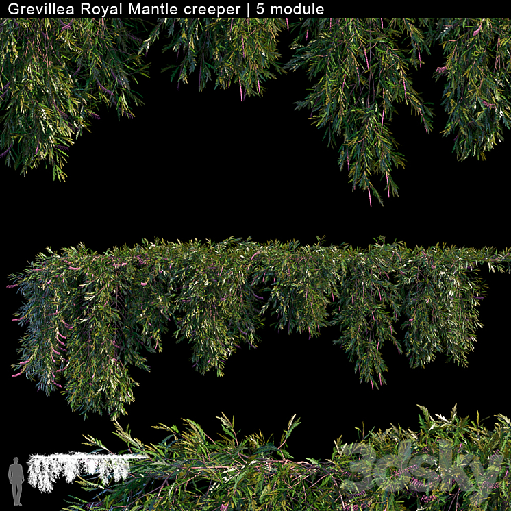 Grevillea Royal Mantle creeper | 5 module 3DS Max - thumbnail 1