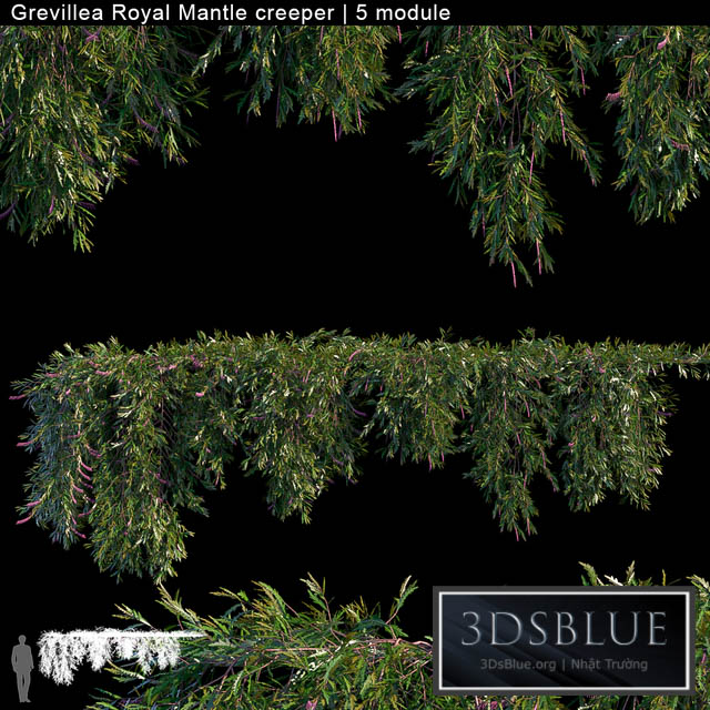 Grevillea Royal Mantle creeper | 5 module 3DS Max - thumbnail 3