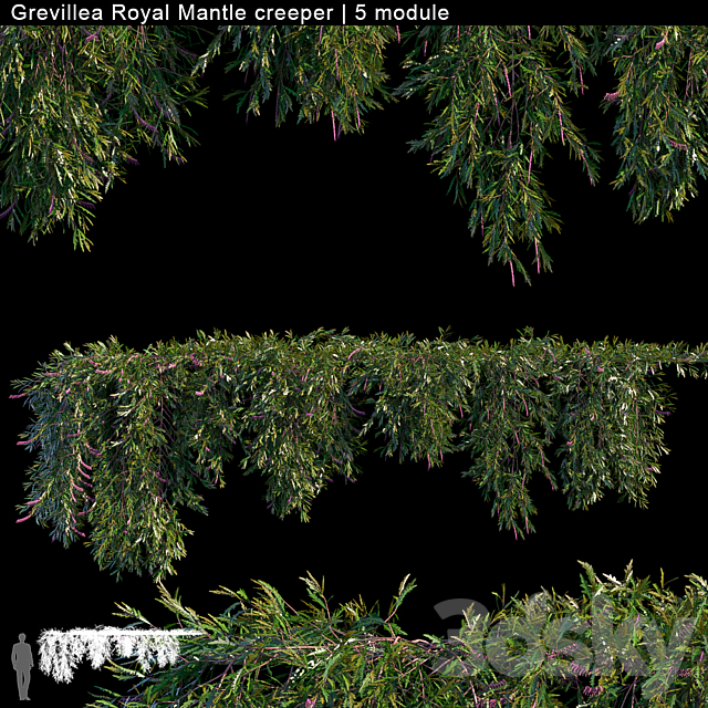 Grevillea Royal Mantle creeper | 5 module 3DSMax File - thumbnail 1