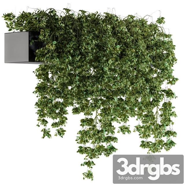 Hanging Ivy Plants In Pot 3dsmax Download - thumbnail 1