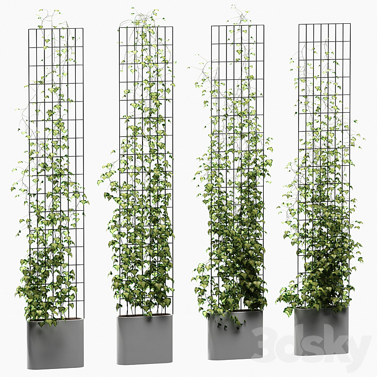 Ivy on the trellis. 4 models 3DS Max - thumbnail 1