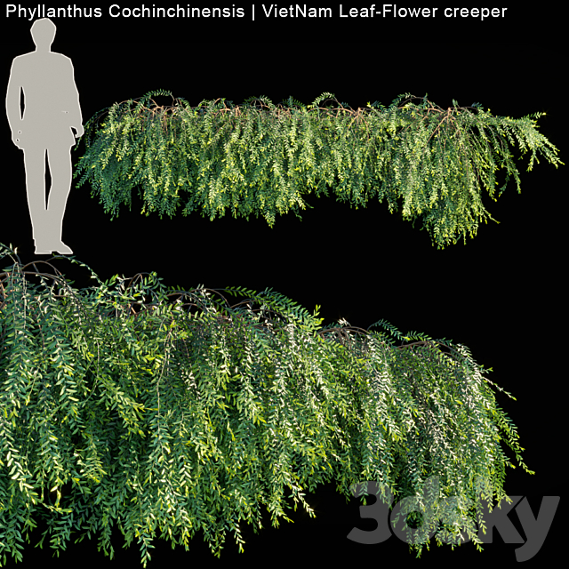 Phyllanthus Cochinchinensis | VietNam Leaf-Flower creeper 3DSMax File - thumbnail 1