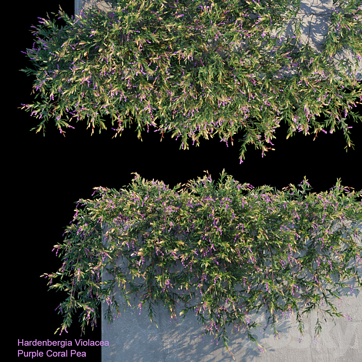 Purple Coral Pea Creeper 3DS Max - thumbnail 1