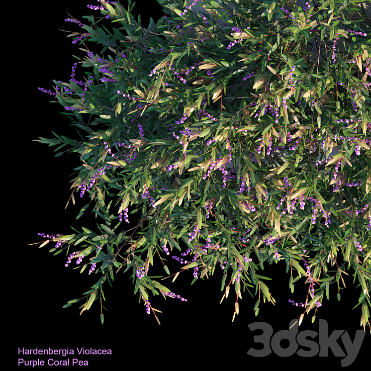 Purple Coral Pea Creeper 3DS Max - thumbnail 2