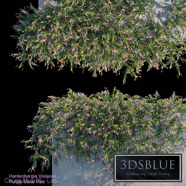 Purple Coral Pea Creeper 3DS Max - thumbnail 3