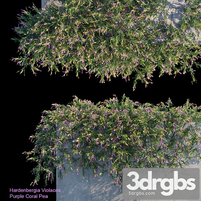 Purple Coral Pea Creeper 3dsmax Download - thumbnail 1