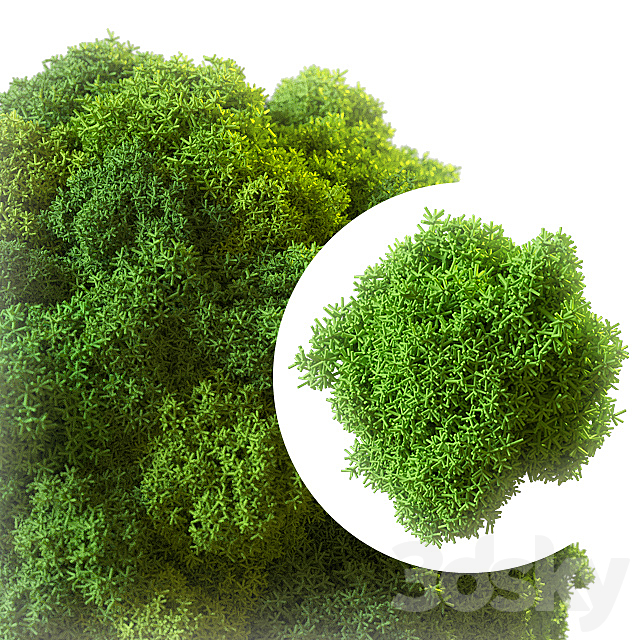 Stabilized moss 3ds Max - thumbnail 1