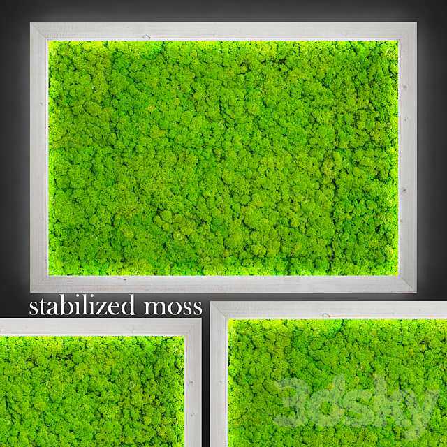 Stabilized moss. 3DS Max Model - thumbnail 1