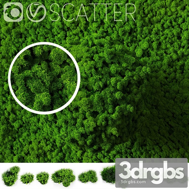 Stabilized moss for scatter - thumbnail 1