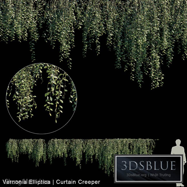 Vernonia Elliptica | Curtain creeper | 10 module 3DS Max - thumbnail 3