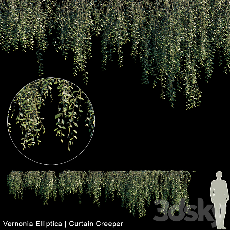 Vernonia Elliptica | Curtain creeper | 10 module 3DS Max - thumbnail 1