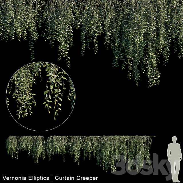 Vernonia Elliptica | Curtain creeper | 10 module 3DSMax File - thumbnail 1