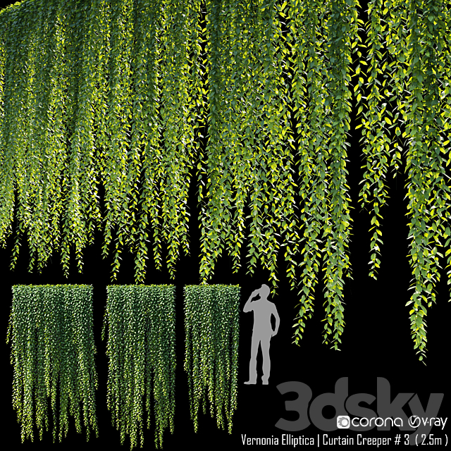 Vernonia Elliptica | Curtain Creeper # 4 (2.5m) 3ds Max - thumbnail 1