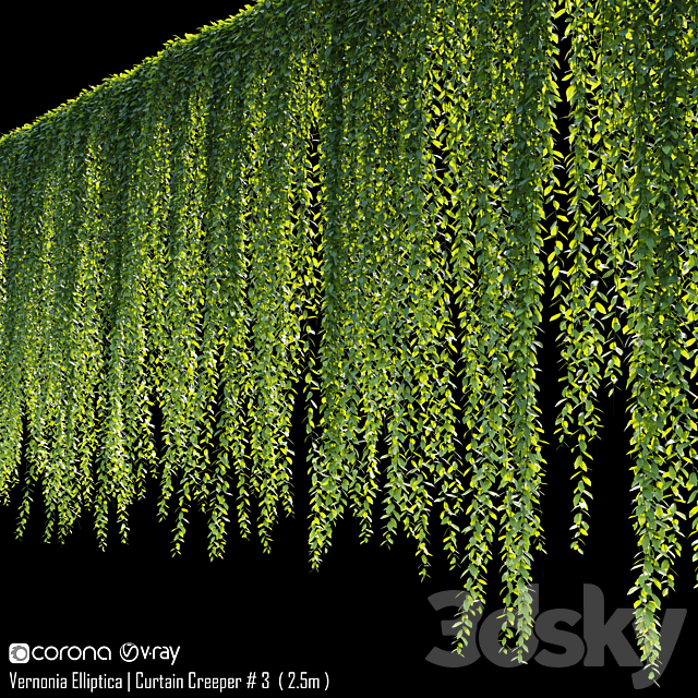 Vernonia Elliptica | Curtain Creeper # 4 (2.5m) 3ds Max - thumbnail 2