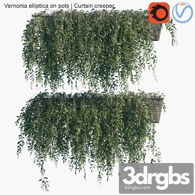 Vernonia Elliptica On Pots Curtain Creeper 3dsmax Download - thumbnail 1