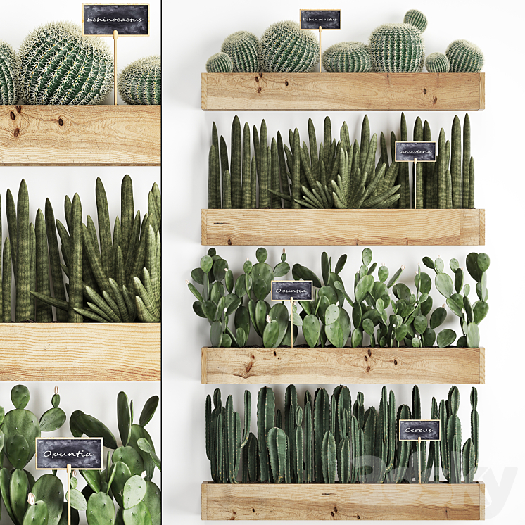 Vertical gardening. 42. Cacti shelf with flowers echinocactus cereus sansevieria Prickly pear Barrel cactus eco design plants phytowall 3DS Max - thumbnail 1