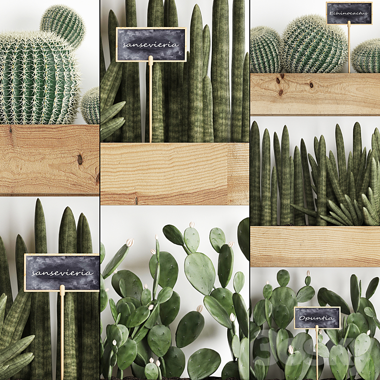 Vertical gardening. 42. Cacti shelf with flowers echinocactus cereus sansevieria Prickly pear Barrel cactus eco design plants phytowall 3DS Max - thumbnail 2