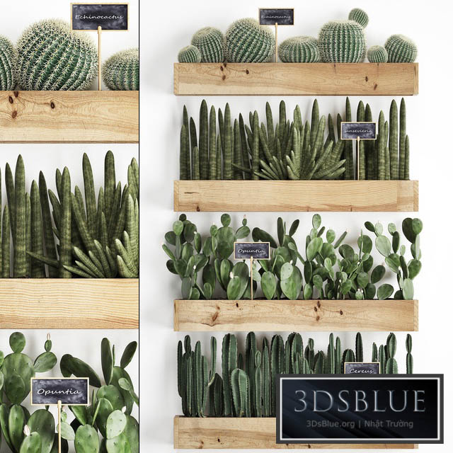 Vertical gardening. 42. Cacti shelf with flowers echinocactus cereus sansevieria Prickly pear Barrel cactus eco design plants phytowall 3DS Max - thumbnail 3