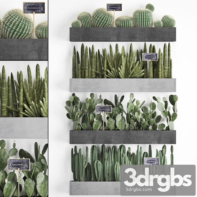 Vertical Gardening 43 Cacti Shelf with Flowers Echinocactus Cereus Sansevieria Prickly Pear Barrel Cactus Eco Design Plants Phytowall 3dsmax Download - thumbnail 1