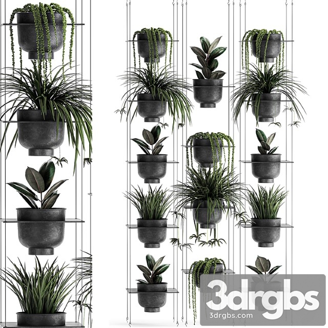 Vertical gardening home garden flower shelf with chlorophytum, ficus, rowley’s krestovnik, phytostena, phytomodule. set 61 - thumbnail 1