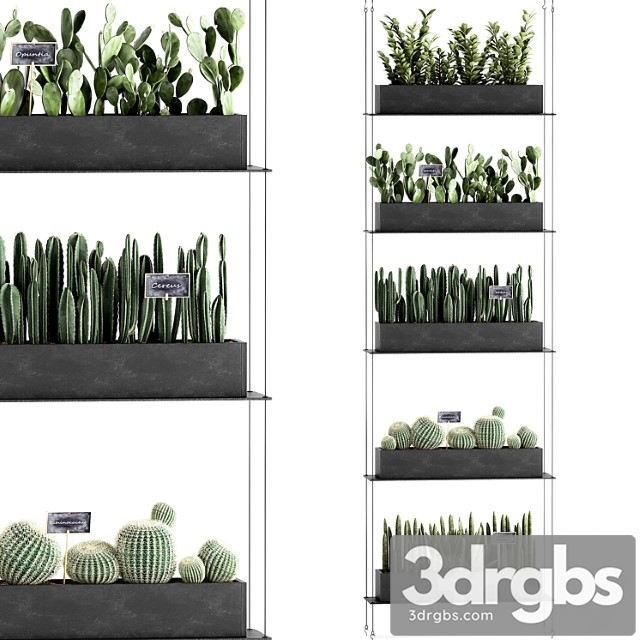 Vertical gardening home garden flower shelf with prickly pear cacti, cereus, phytostena, phytomodule. set 66 - thumbnail 1