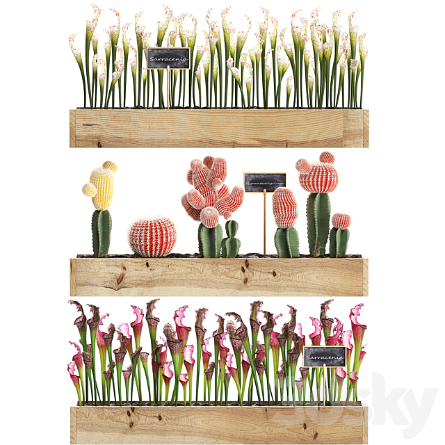 Vertical gardening in wooden wall boxes pots with cactus Sarracenia Gymnocalcium desert plants. Set 44. 3DS Max Model - thumbnail 2