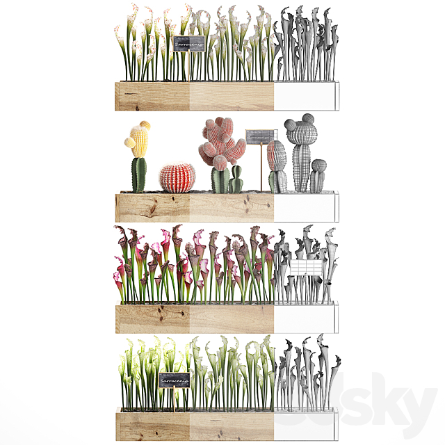 Vertical gardening in wooden wall boxes pots with cactus Sarracenia Gymnocalcium desert plants. Set 44. 3DS Max Model - thumbnail 3