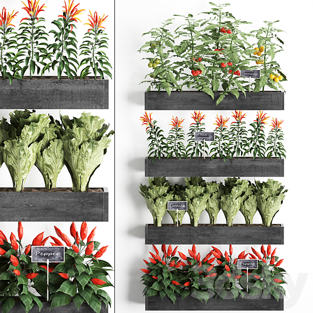 Vertical gardening in wooden wall boxes pots with kitchen garden vegetable garden vegetables herbs peppers tomatoes tomatoes lettuce. Set 47. 3ds Max - thumbnail 1