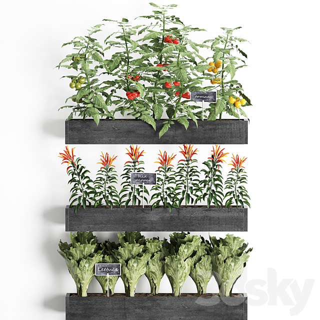 Vertical gardening in wooden wall boxes pots with kitchen garden vegetable garden vegetables herbs peppers tomatoes tomatoes lettuce. Set 47. 3ds Max - thumbnail 2