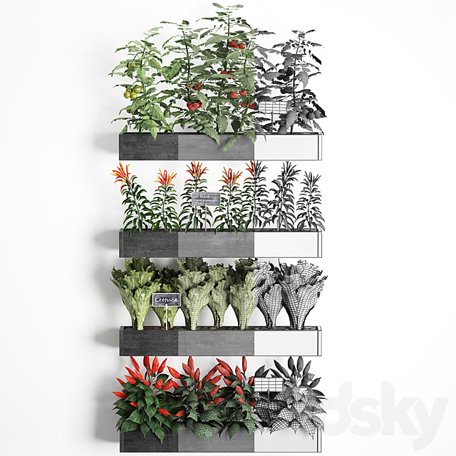 Vertical gardening in wooden wall boxes pots with kitchen garden vegetable garden vegetables herbs peppers tomatoes tomatoes lettuce. Set 47. 3ds Max - thumbnail 3