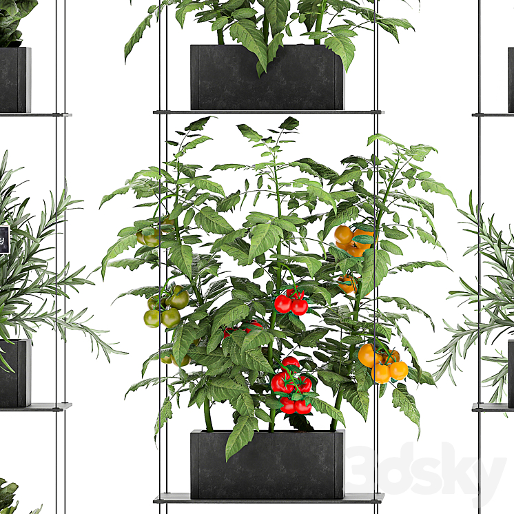 Vertical gardening kitchen garden garden with vegetables tomatoes peppers herbs lettuce rosemary. Set 69. 3DS Max - thumbnail 2