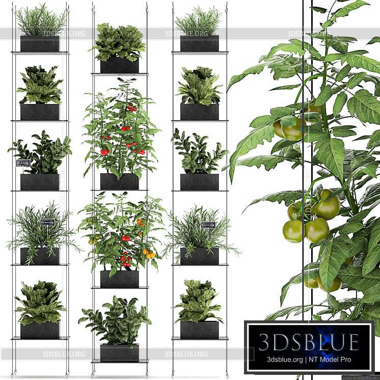 Vertical gardening kitchen garden garden with vegetables tomatoes peppers herbs lettuce rosemary. Set 69. 3DS Max - thumbnail 3