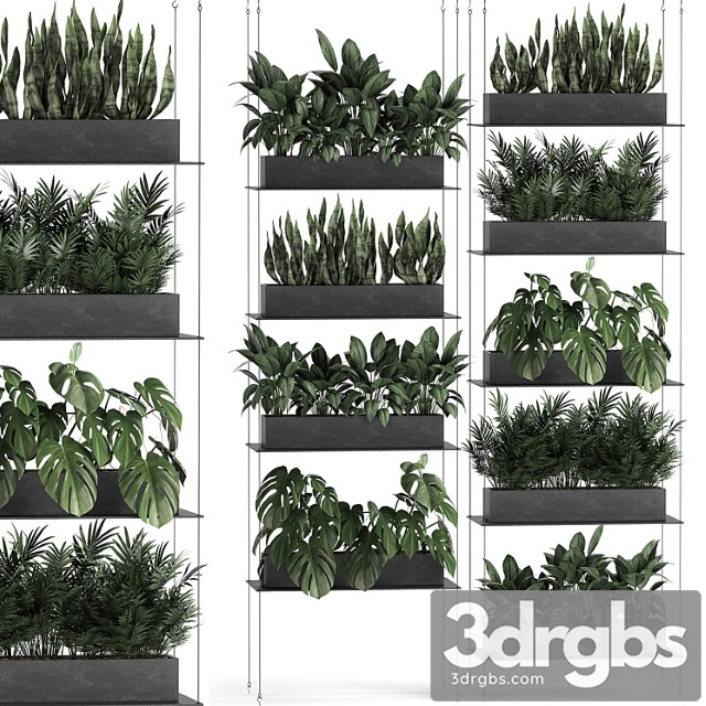 Vertical gardening of the home garden on a black flower shelf with a monstera, a phytosten, a phytomodule. set of 64 - thumbnail 1