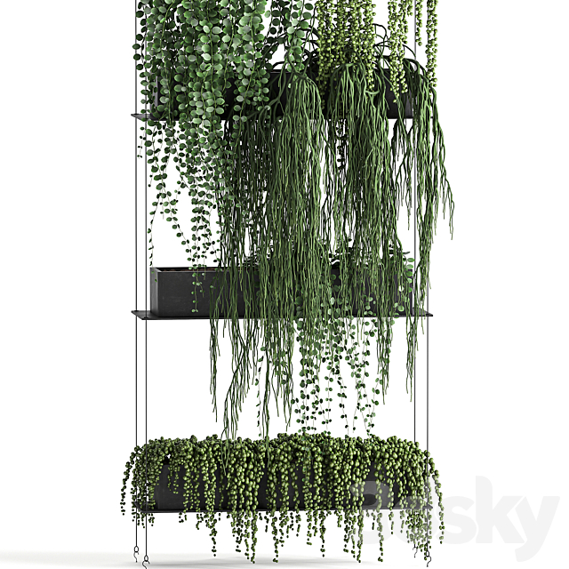 Vertical gardening Succulents hanging plants a black shelf a Krestovnik a phytostena a phytomodule. Set 65 3DS Max Model - thumbnail 2