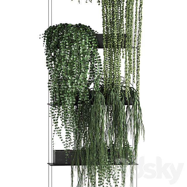 Vertical gardening Succulents hanging plants a black shelf a Krestovnik a phytostena a phytomodule. Set 65 3DS Max Model - thumbnail 3