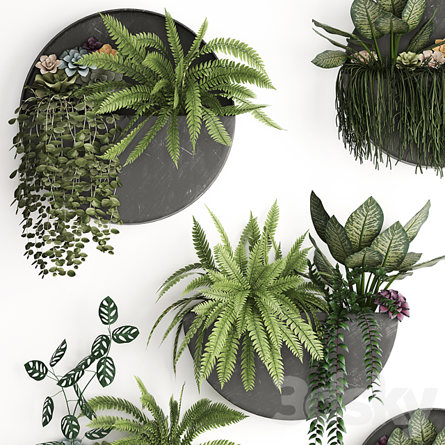 Vertical landscaping for the wall with a black metal shelf with Garden. Succulents. hanging plants. Ferns. Set 56 3DSMax File - thumbnail 2